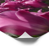 Roze Tulps-veld met blauw Sky-Poster Perfect Poster (Hoek)