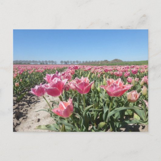 Roze Tulps Veldlandschap DIY Briefkaart (Voorkant)