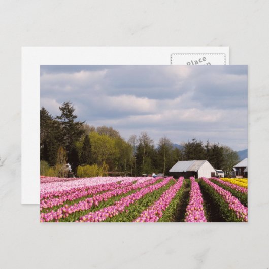 Roze tulpveld briefkaart (Voorkant / Achterkant)