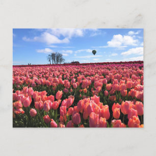 Roze Tulpveld met luchtballon, Oregon Briefkaart