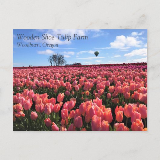 Roze Tulpveld met luchtballon, Oregon Briefkaart (Voorkant)