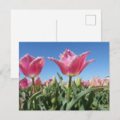 Roze tulpvelden Sluiten DIY-Briefkaart Briefkaart (Voorkant / Achterkant)