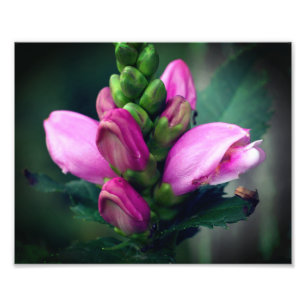 Roze Turtlehead Bloem Close-up 8x10 Foto Afdruk