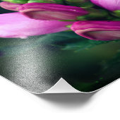 Roze Turtlehead Flower Close Up 8x10 Foto Afdruk (Hoek)