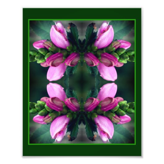 Roze Turtlehead Flower Mirror Abstract 8x10 Foto Afdruk (Voorkant)