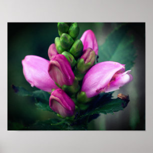 Roze turtlehead gaat dicht poster