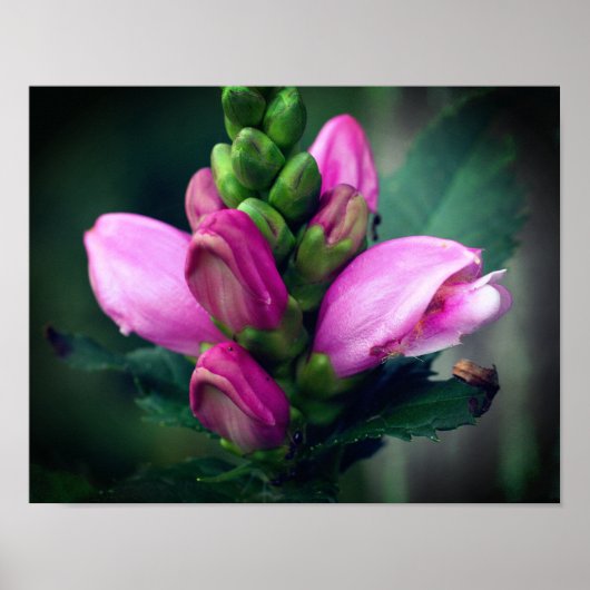 Roze turtlehead gaat dicht poster (Voorkant)