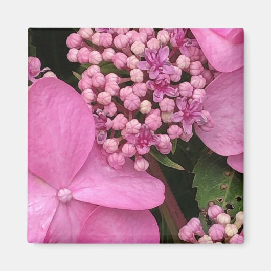 Roze Twist-n-Shout Eless Summer Hydrangea Magneet (Voorkant)
