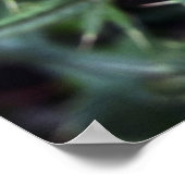 roze uitbarsting poster (Hoek)