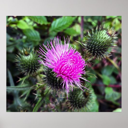 roze uitbarsting poster (Voorkant)