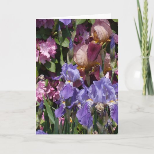 Roze van de Tuin van de iris het Paarse Blauwe Kaart (Voorkant)