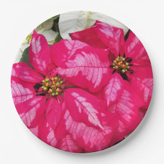 Roze variabele poinsettias Holiday Papieren Bordje (Voorkant)