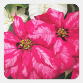 Roze variabele poinsettias Holiday Vierkante Sticker (Voorkant)