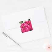 Roze variabele poinsettias Holiday Vierkante Sticker (Envelop)