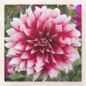 Roze variegated Dahlia Floral Glazen Onderzetter (Voorkant)