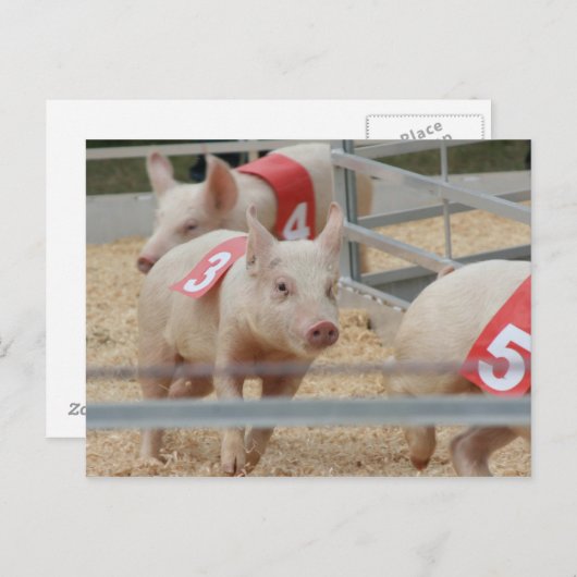 Roze varkensbiggetje nummer drie briefkaart (Voorkant / Achterkant)