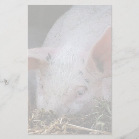 Roze varkensfoto briefpapier (Voorkant)