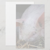 Roze varkensfoto briefpapier (Voorkant / Achterkant)