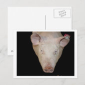Roze varkenskop tegen zwarte achtergrond briefkaart (Voorkant / Achterkant)