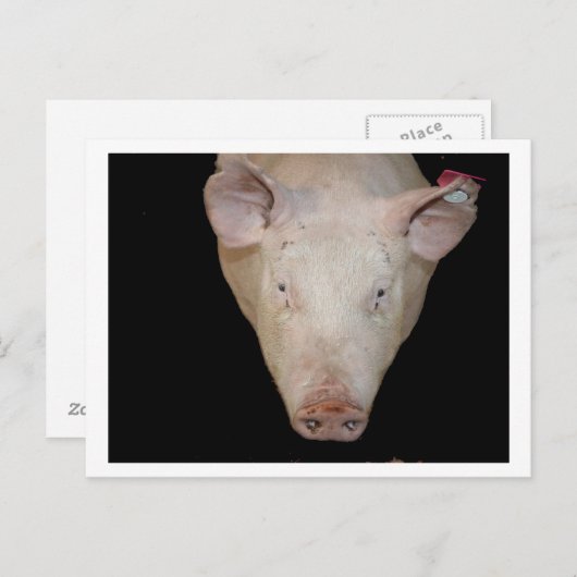 Roze varkenskop tegen zwarte achtergrond briefkaart (Voorkant / Achterkant)