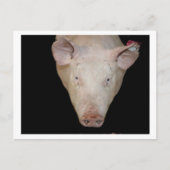 Roze varkenskop tegen zwarte achtergrond briefkaart (Voorkant)