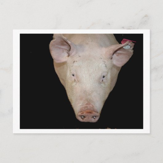 Roze varkenskop tegen zwarte achtergrond briefkaart (Voorkant)