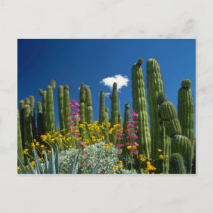 Roze Veel planten, Sonoran Desert, Arizona-bloemen Briefkaart