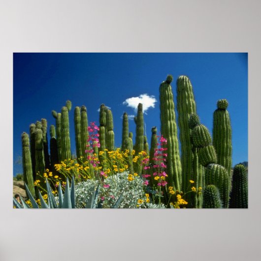 Roze Veel planten, Sonoran Desert, Arizona-bloemen Poster (Voorkant)