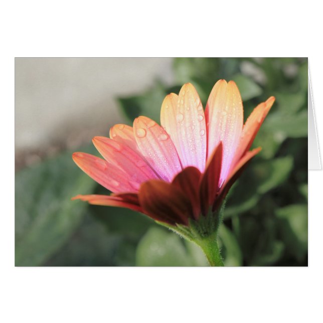 Roze ventilator (Voorkant Horizontaal)