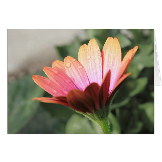 Roze ventilator (Voorkant Horizontaal)