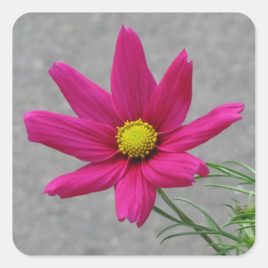 Roze ventilator aangepaste stickers (Voorkant)