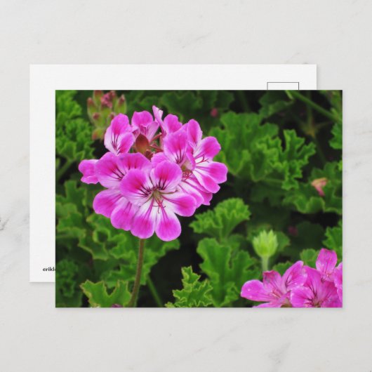 Roze ventilator briefkaart (Voorkant / Achterkant)