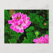 Roze ventilator briefkaart (Voorkant)