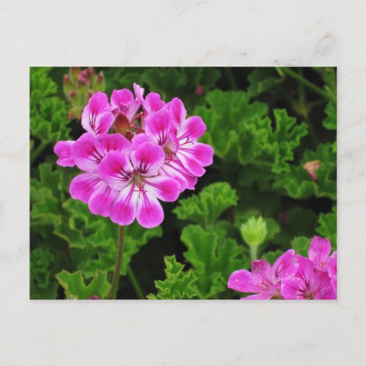 Roze ventilator briefkaart (Voorkant)