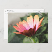 Roze ventilator briefkaart (Voorkant / Achterkant)