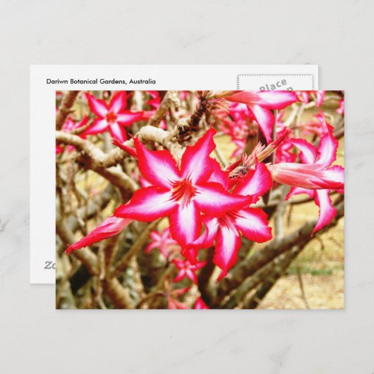 Roze ventilator Briefkaart (Voorkant / Achterkant)