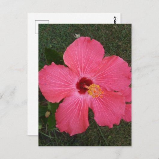 Roze ventilator Briefkaart (Voorkant / Achterkant)