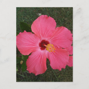 Roze ventilator Briefkaart