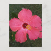 Roze ventilator Briefkaart (Voorkant)