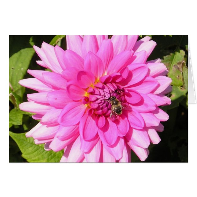 Roze ventilator en bijenkaart (Voorkant Horizontaal)