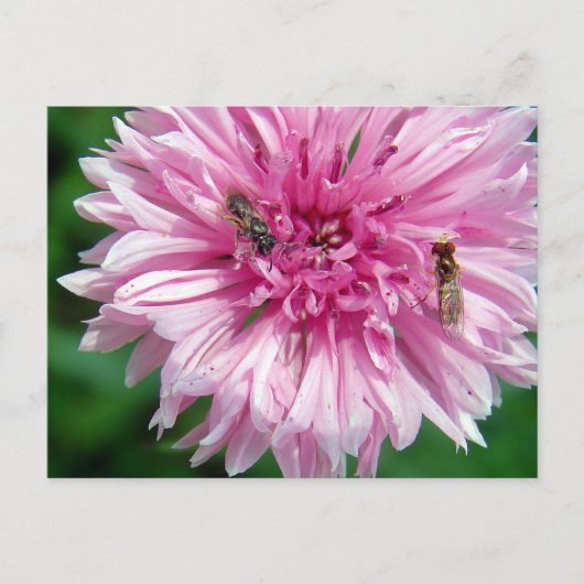 Roze ventilator en buisjes briefkaart (Voorkant)