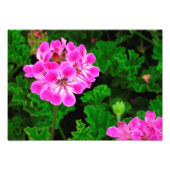 Roze ventilator - foto afdruk (Voorkant)