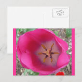 Roze ventilator in de tuin briefkaart (Voorkant / Achterkant)