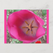 Roze ventilator in de tuin briefkaart (Voorkant)