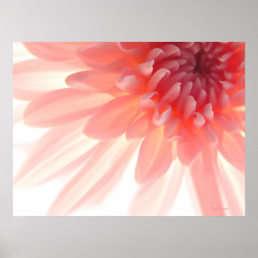 Roze ventilator Petals Abstract Poster (Voorkant)
