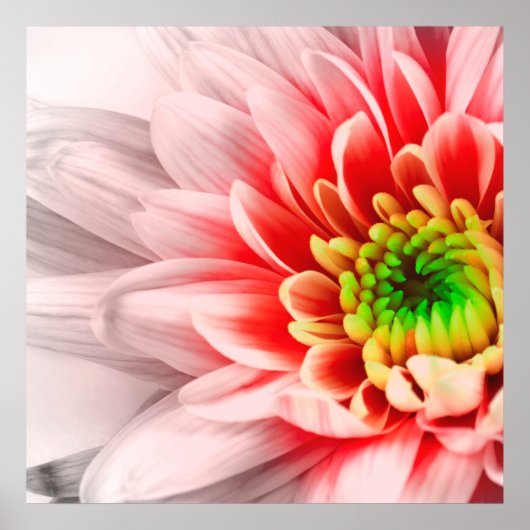 Roze ventilator Poster (Voorkant)