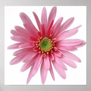 Roze ventilator poster