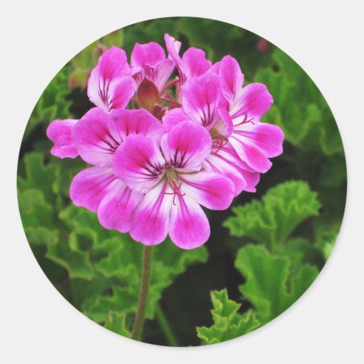 Roze ventilator ronde sticker (Voorkant)