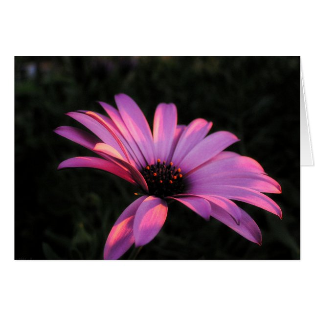 Roze ventilatorbenzine, Kaart (Voorkant Horizontaal)