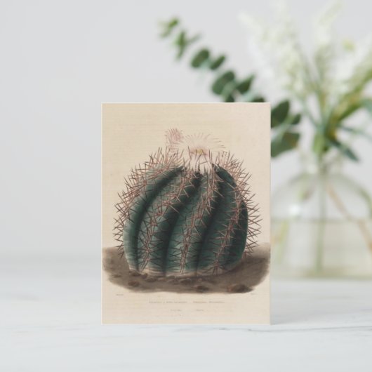 Roze ventilatorcactus  botanische afdrukken briefkaart (Staand voorkant)